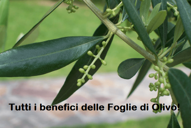 Foglie-di-olivo