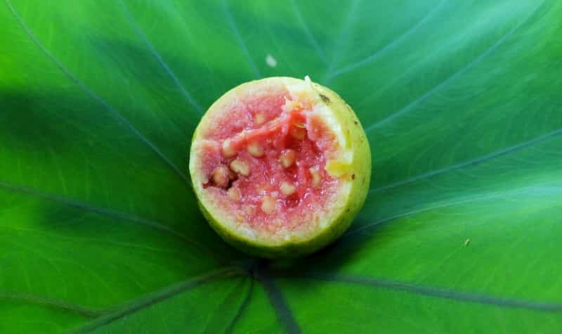 guava-rimedio-naturale-per-la-perdita-di-capelli