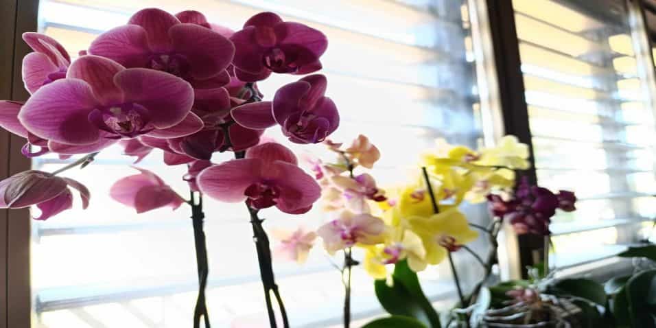 Cura delle Orchidee